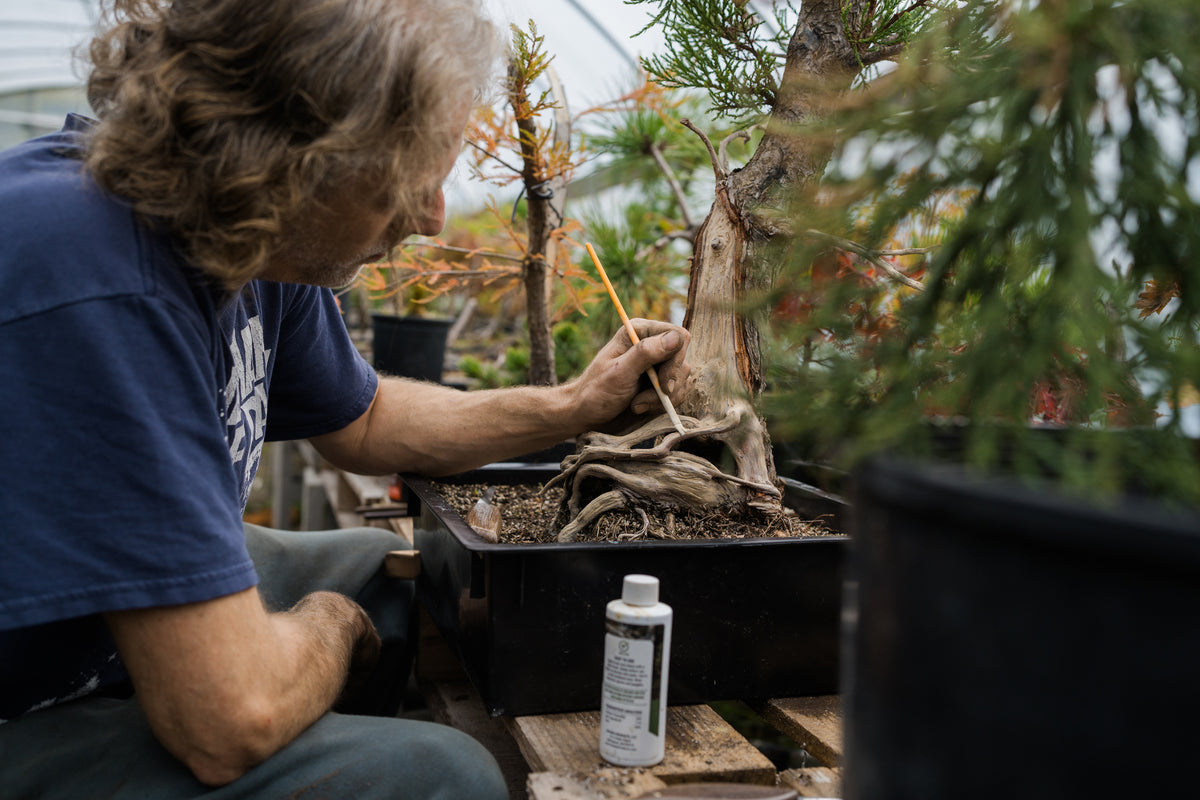 PreBonsai Specials The Jonsteen Company