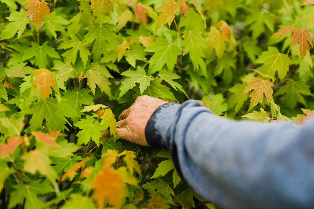 Maples – The Jonsteen Company