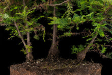 Load image into Gallery viewer, Bonsai Special | Coast Redwood Forest (A2)