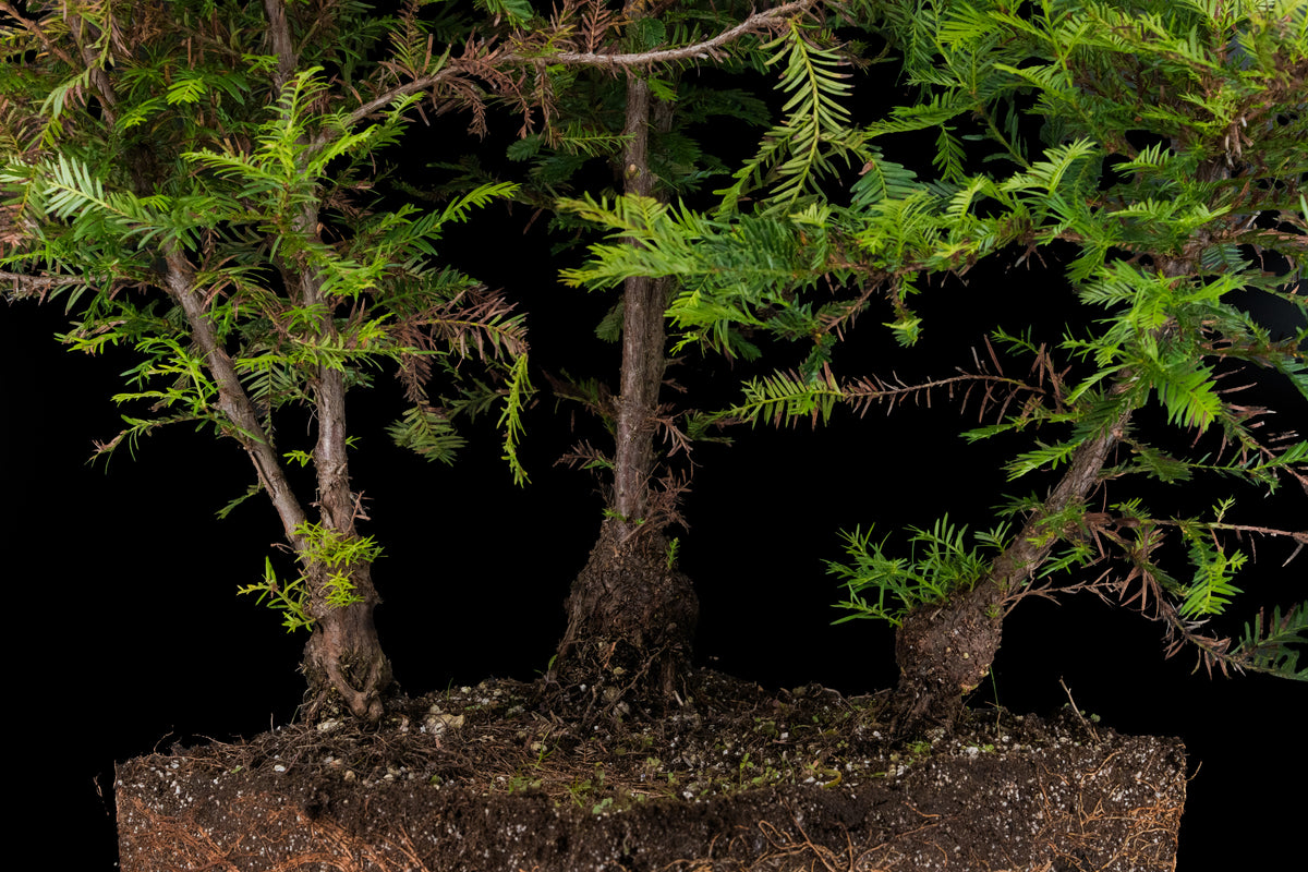 coast redwood bonsai tree Bonsai Special