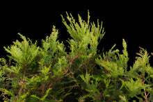 Load image into Gallery viewer, Bonsai Special | Coast Redwood Forest (A2)