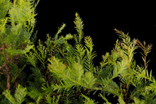 Load image into Gallery viewer, Bonsai Special | Coast Redwood Forest (A2)