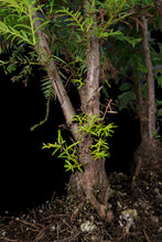 Load image into Gallery viewer, Bonsai Special | Coast Redwood Forest (A2)