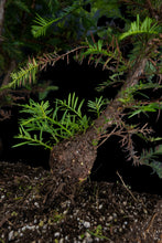 Load image into Gallery viewer, Bonsai Special | Coast Redwood Forest (A2)