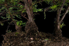 Load image into Gallery viewer, Bonsai Special | Coast Redwood Forest (A2)