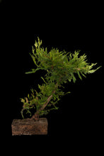 Load image into Gallery viewer, Bonsai Special | Coast Redwood (A4)
