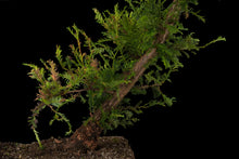 Load image into Gallery viewer, Bonsai Special | Coast Redwood (A4)