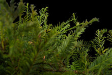 Load image into Gallery viewer, Bonsai Special | Coast Redwood (A4)