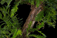 Load image into Gallery viewer, Bonsai Special | Coast Redwood (A4)