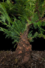 Load image into Gallery viewer, Bonsai Special | Coast Redwood (A4)