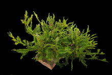 Load image into Gallery viewer, Bonsai Special | Coast Redwood (A4)