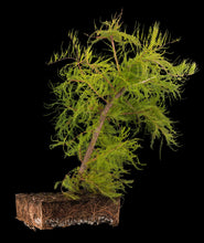 Load image into Gallery viewer, Bonsai Special | Pond Cypress (A6)