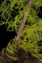 Load image into Gallery viewer, Bonsai Special | Pond Cypress (A6)