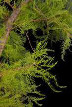 Load image into Gallery viewer, Bonsai Special | Pond Cypress (A6)
