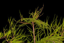 Load image into Gallery viewer, Bonsai Special | Pond Cypress (A6)