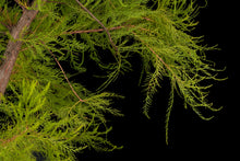 Load image into Gallery viewer, Bonsai Special | Pond Cypress (A6)