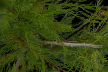 Load image into Gallery viewer, Bonsai Special | Pond Cypress (A6)