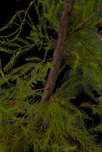 Load image into Gallery viewer, Bonsai Special | Pond Cypress (A6)