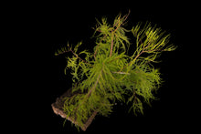 Load image into Gallery viewer, Bonsai Special | Pond Cypress (A6)