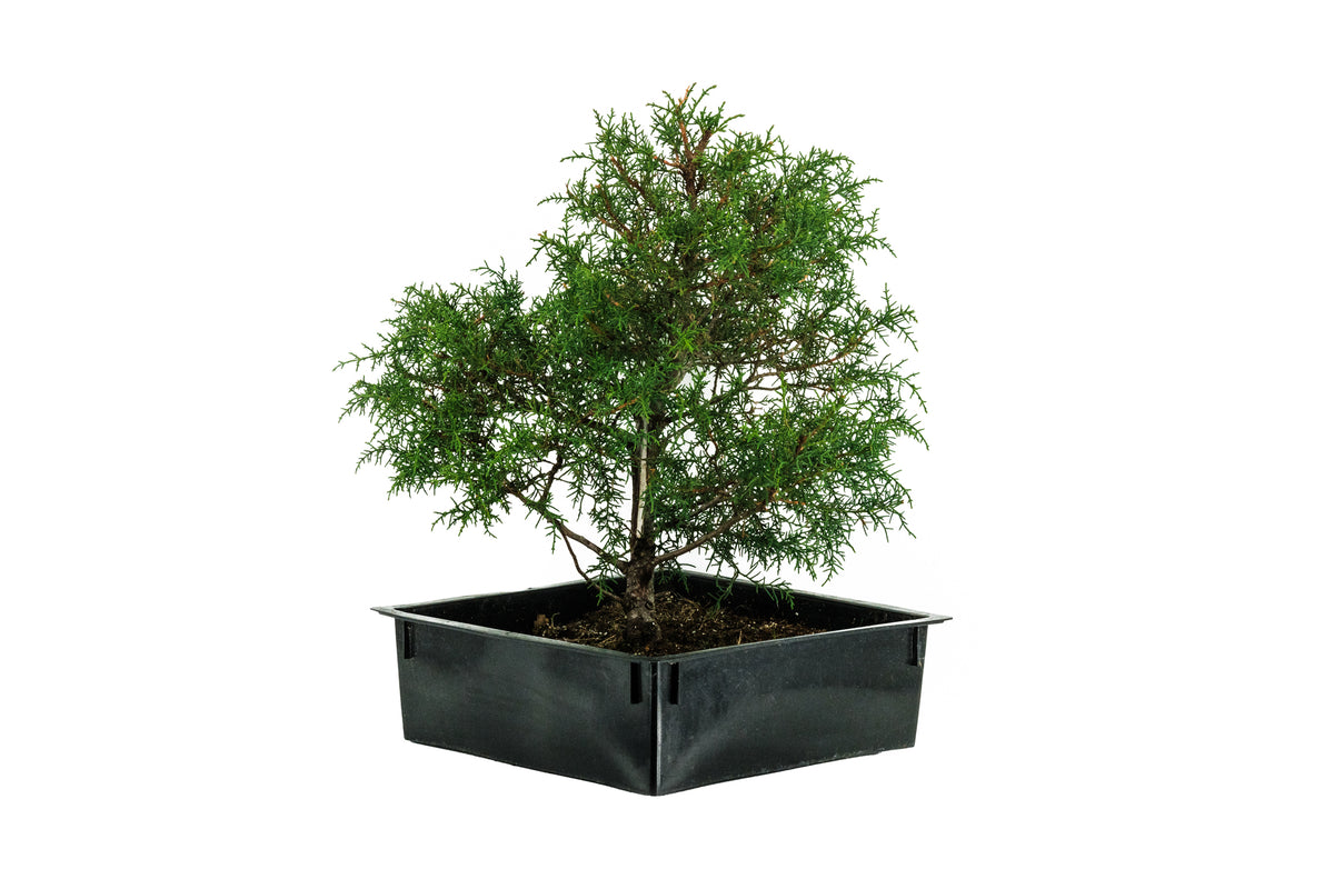 Bonsai Special | Arizona Cypress (A8) – The Jonsteen Company