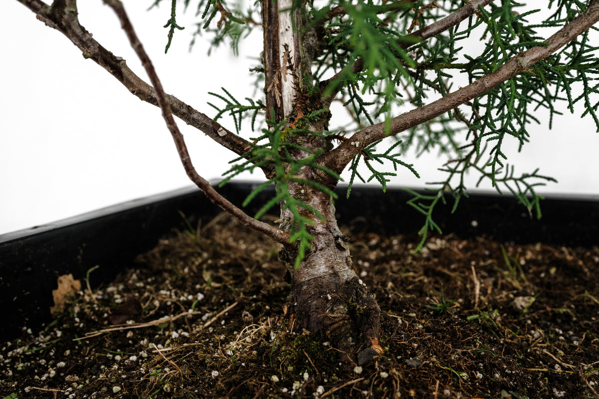 bonsai tree phoenix az Bonsai Special