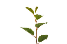 Load image into Gallery viewer, Red Alder | Medium Tree Seedling | The Jonsteen Company