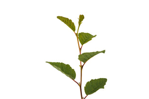 Red Alder | Medium Tree Seedling | The Jonsteen Company