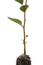 Load image into Gallery viewer, Red Alder | Medium Tree Seedling | The Jonsteen Company
