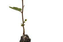 Load image into Gallery viewer, Red Alder | Medium Tree Seedling | The Jonsteen Company