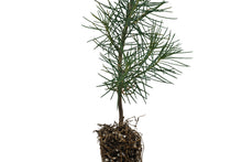 Load image into Gallery viewer, Aleppo Pine | Small Tree Seedling | The Jonsteen Company