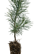 Load image into Gallery viewer, Aleppo Pine | Small Tree Seedling | The Jonsteen Company