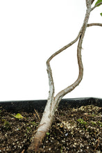 Load image into Gallery viewer, Bonsai Special | OKC Survivor Tree | American Elm (B1)