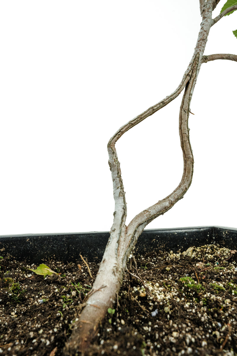 bonsai tree soil near me Bonsai Special | OKC Survivor Tree