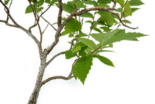 Load image into Gallery viewer, Bonsai Special | OKC Survivor Tree | American Elm (B1)