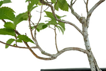 Load image into Gallery viewer, Bonsai Special | OKC Survivor Tree | American Elm (B1)