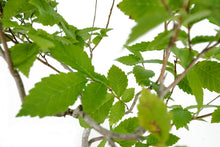 Load image into Gallery viewer, Bonsai Special | OKC Survivor Tree | American Elm (B1)