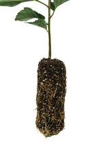 Load image into Gallery viewer, Antonovka Apple | Medium Tree Seedling | The Jonsteen Company