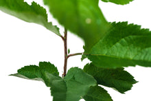 Load image into Gallery viewer, Antonovka Apple | Medium Tree Seedling | The Jonsteen Company