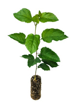 Load image into Gallery viewer, Antonovka Apple | Medium Tree Seedling | The Jonsteen Company