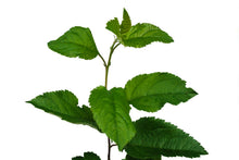 Load image into Gallery viewer, Antonovka Apple | Medium Tree Seedling | The Jonsteen Company