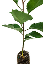 Load image into Gallery viewer, Antonovka Apple | Medium Tree Seedling | The Jonsteen Company