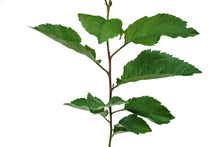Load image into Gallery viewer, Antonovka Apple | Medium Tree Seedling | The Jonsteen Company