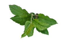 Load image into Gallery viewer, Antonovka Apple | Medium Tree Seedling | The Jonsteen Company