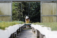 Load image into Gallery viewer, Coast Live Oak | Bulk Nursery Lots | The Jonsteen Company