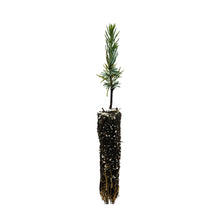 Load image into Gallery viewer, Atlas Cedar | Small Tree Seedling | The Jonsteen Company