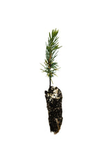 Load image into Gallery viewer, Atlas Cedar | Small Tree Seedling | The Jonsteen Company