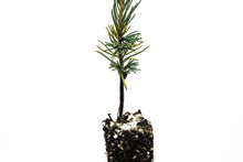 Load image into Gallery viewer, Atlas Cedar | Small Tree Seedling | The Jonsteen Company