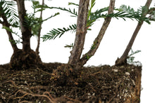Load image into Gallery viewer, Bonsai Special | Coast Redwood Forest (A7)