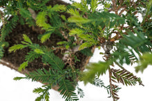 Load image into Gallery viewer, Bonsai Special | Coast Redwood Forest (A7)
