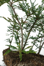 Load image into Gallery viewer, Bonsai Special | Coast Redwood Forest (A7)